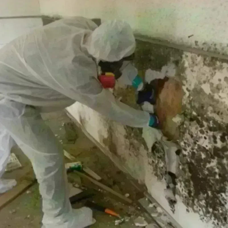 Mold Remediation and Removal in Alexander County, NC